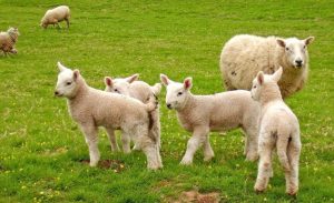 sheep-and-lambs-in-field
