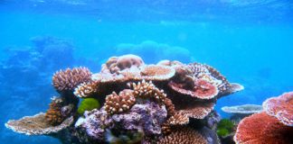 Microbiomes Could Play Crucial Role in Coral Health: Study