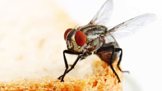 Hacking into Houseflies for Disease Outbreak Monitoring