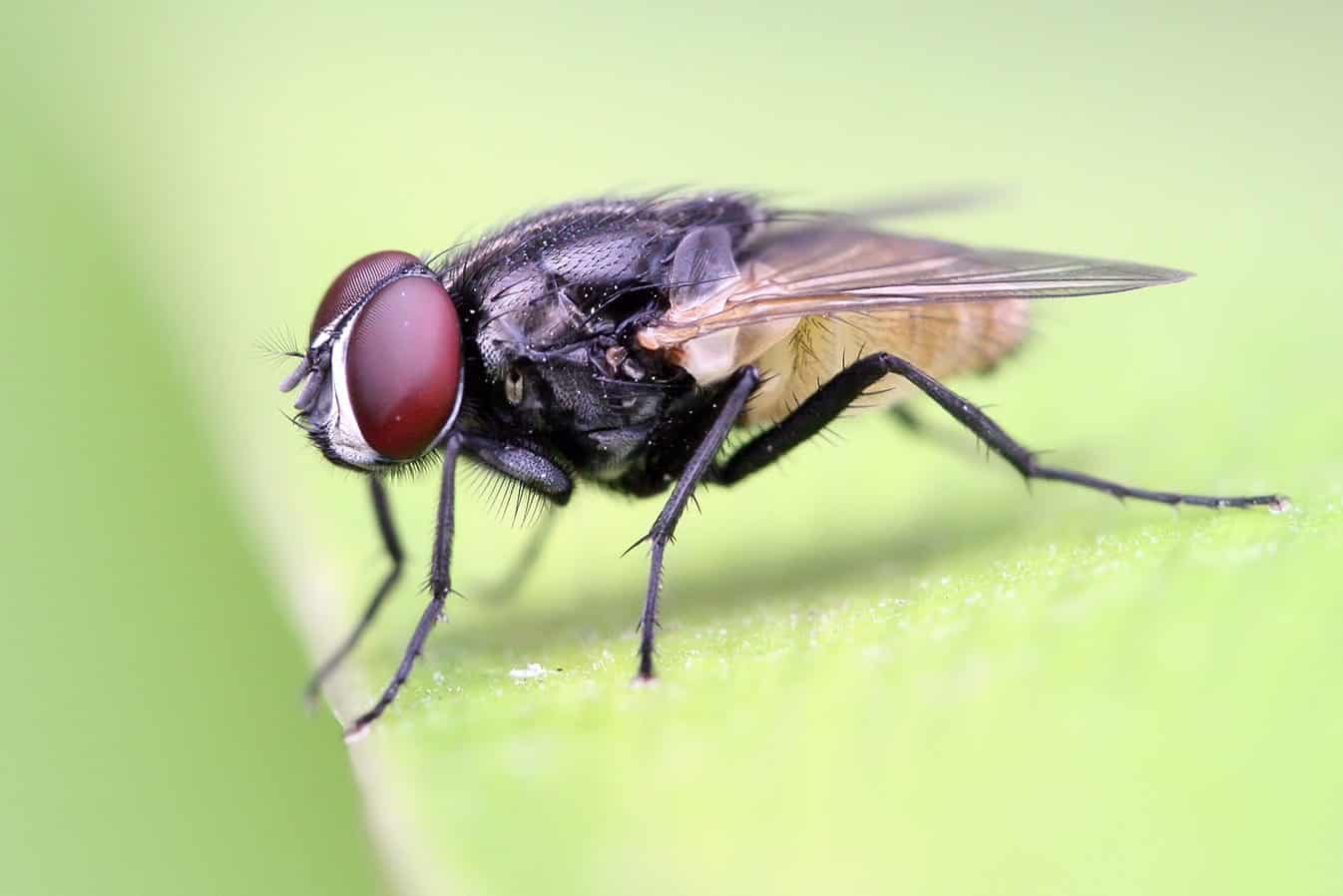 Hacking into Houseflies for Disease Outbreak Monitoring