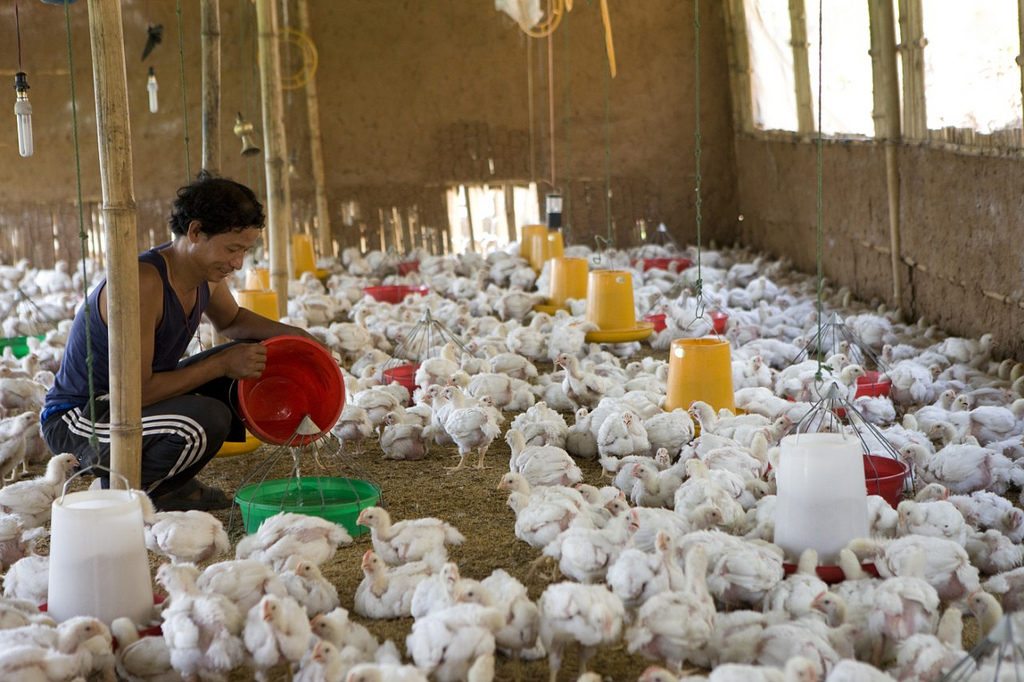 Dosing Chickens with “Last Resort Antibiotic” is Fostering Global Superbugs