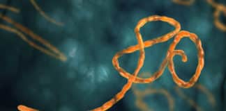 Biomechanism Of How Ebola Attaches To Host Cells Discovered