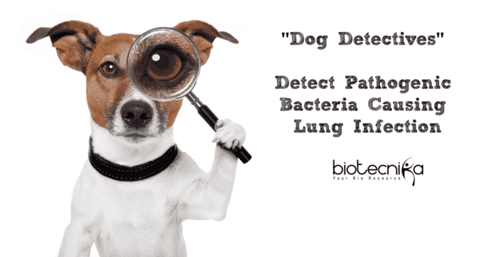 Dog Detectives Detect Pathogenic Bacteria Causing Lung Infection