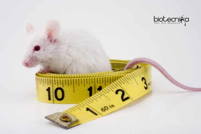 Gene Therapy for Obesity and Diabetes