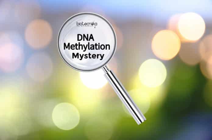 Mystery of DNA Methylation