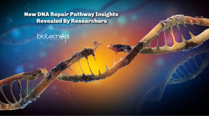 New DNA Repair Pathway Insights Revealed By Researchers
