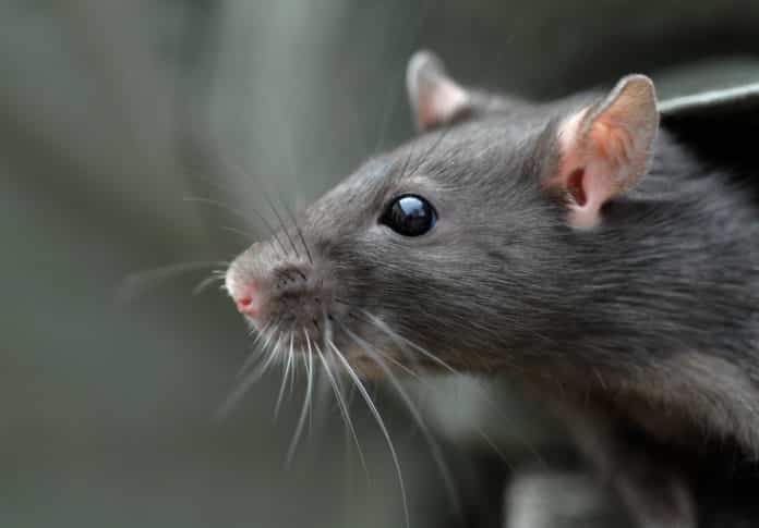 Successful Reverse Aging Process in Rat Brain Stem Cells
