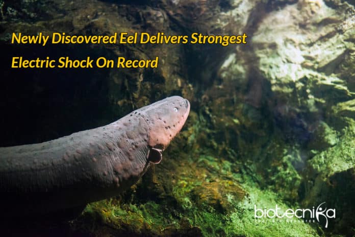Electric eel with Strongest shock