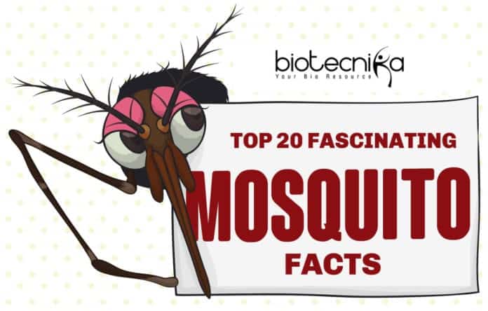 20 fascinating Facts About Mosquitoes