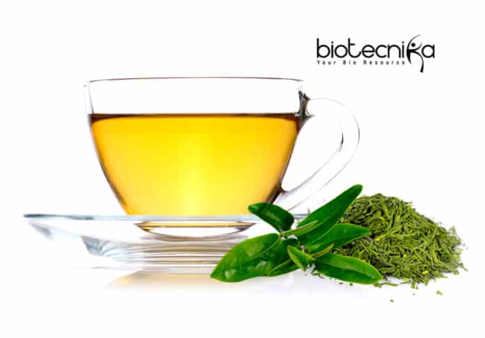 Green tea and cell therapies