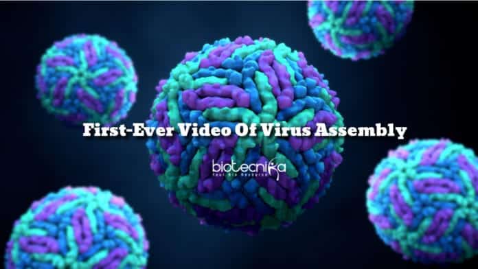 First-Ever Video Of Virus Assembly Recorded By Researchers