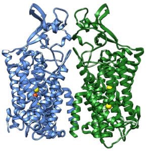 human cotransporter protein structure