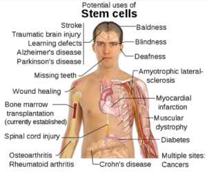 Stem Cell Research Career