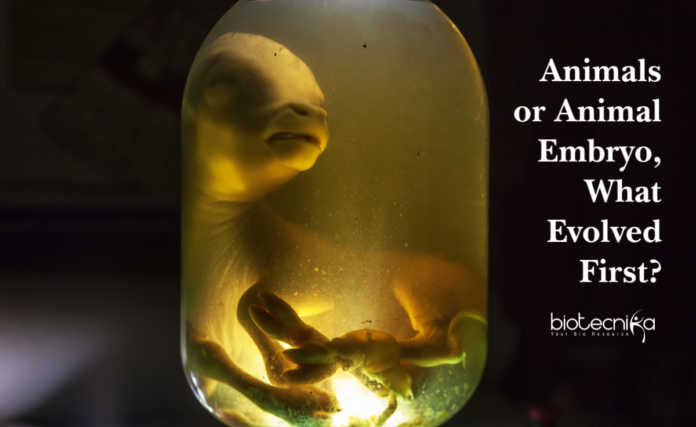 Animals or Animal Embryos, What Evolved First?