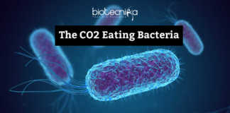 CO2 Eating Bacteria