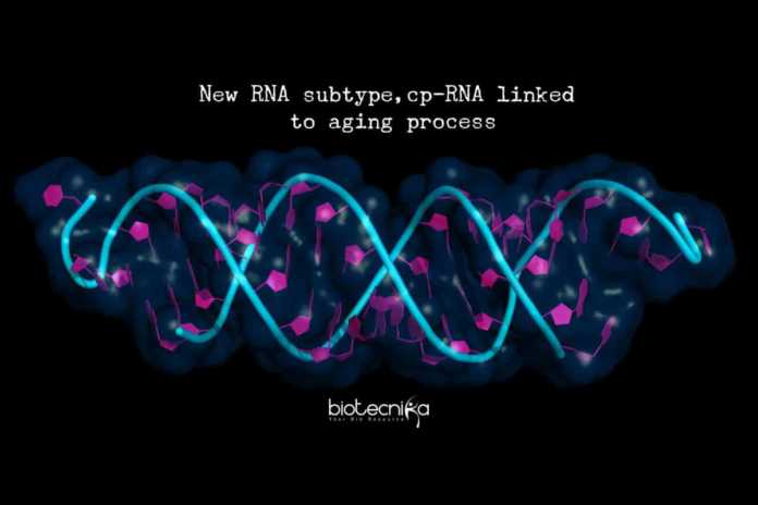 Discovery Of Brand New RNA Molecules, Linked To Aging