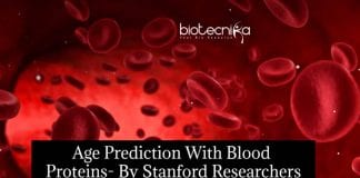 Age Prediction With Blood Proteins