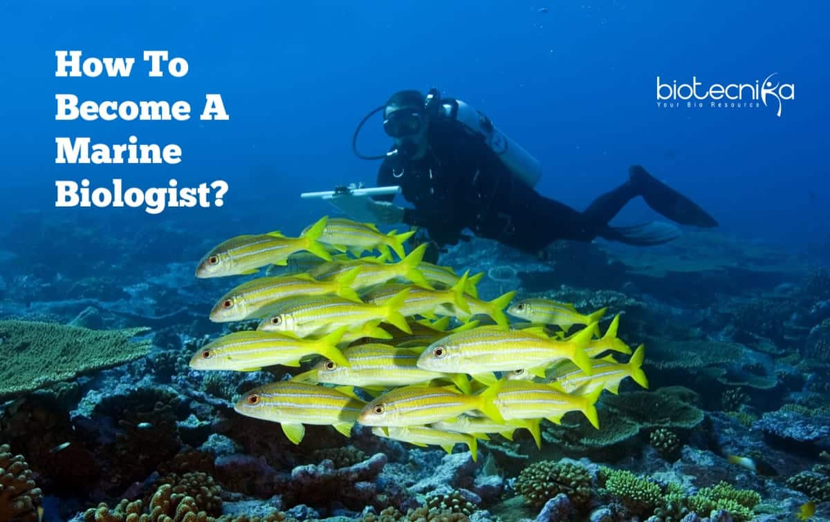 Marine Biologist as a Career - Marine Biology Career Paths