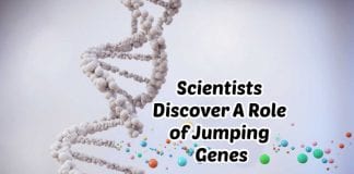 Role of Jumping Genes During Stress