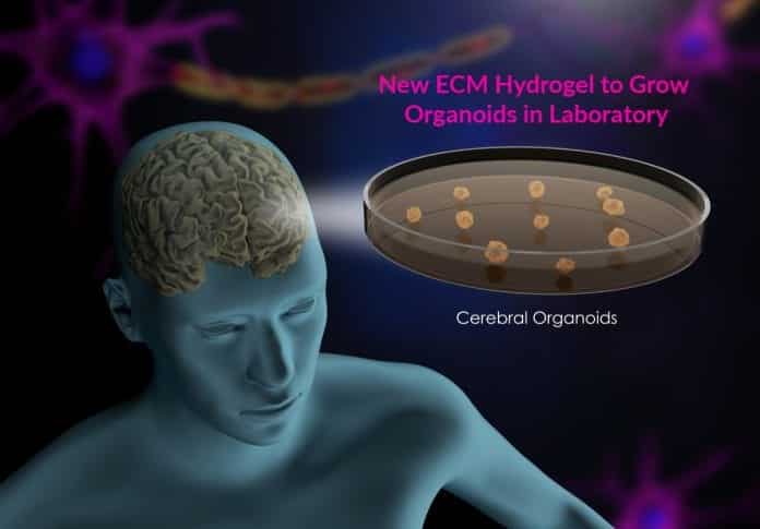 new ECM hydrogel to grow organoids