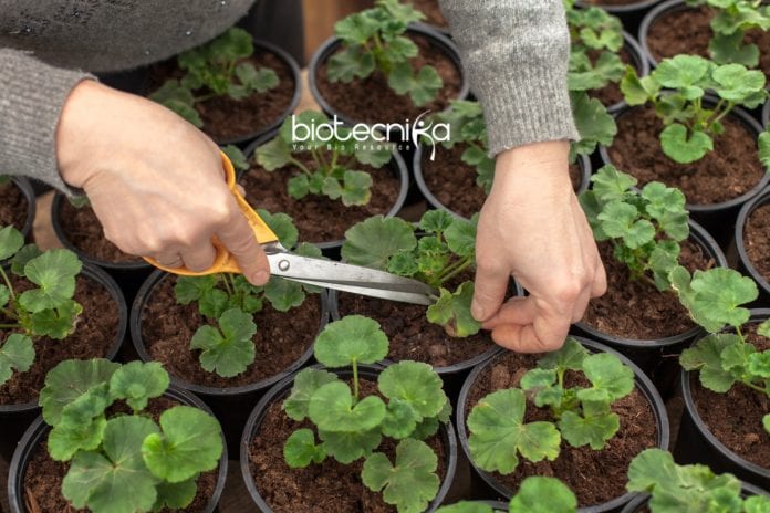 new-method-to-grow-geranium