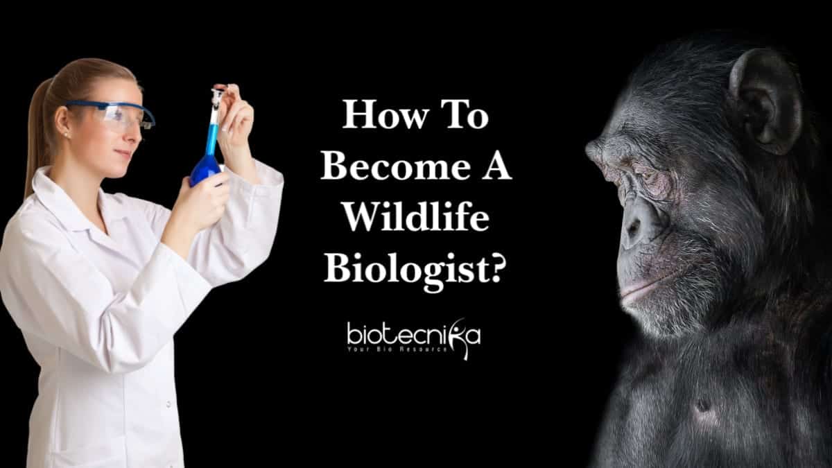Wildlife Biology Career- A Career Pathway As A Wildlife Biologist