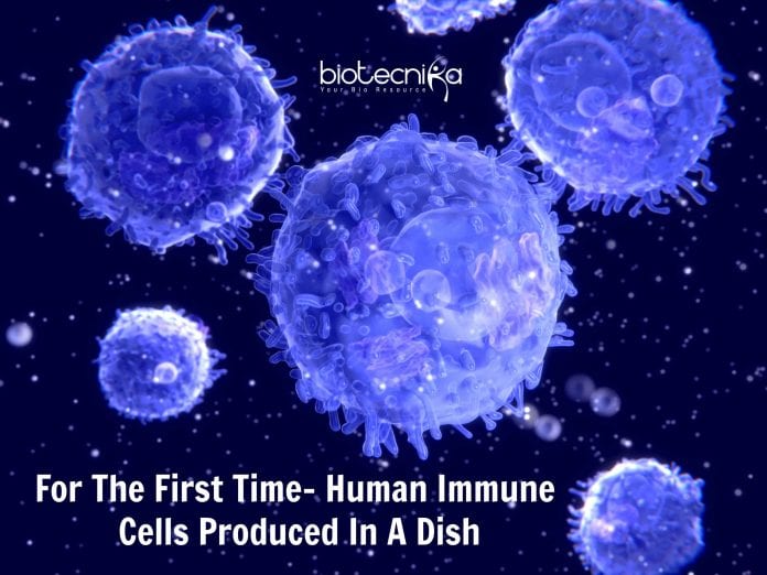 Immune Cells Produced In Dish