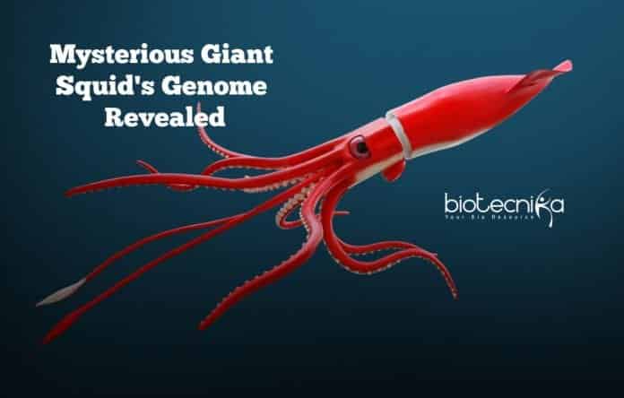 Mysterious-Giant-Squids-Genome-Revealed