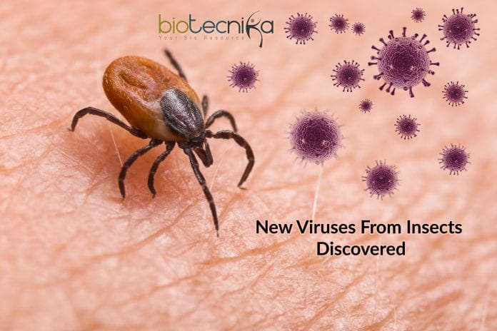 New Viruses From Insects