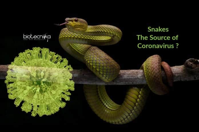 snakes could be the source for coronavirus
