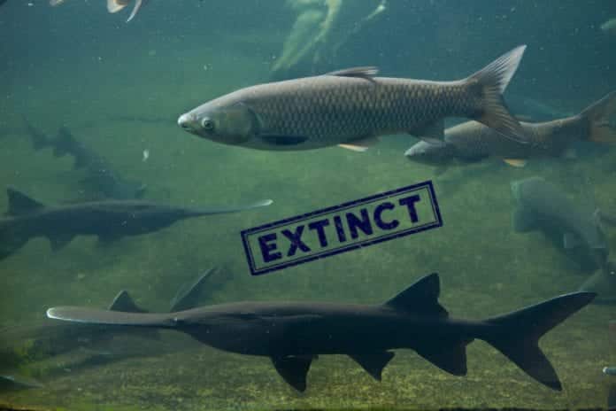Chinese paddlefish declared extinct