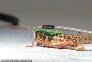 bomb-sniffing cyborg locusts