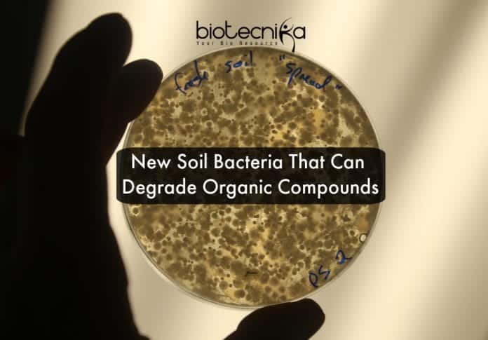 new soil bacteria degrade pollutants