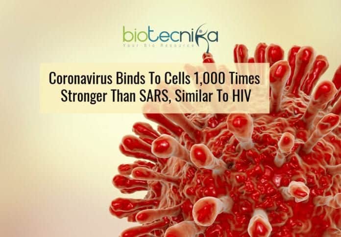 coronavirus is similar to HIV in infection pathway