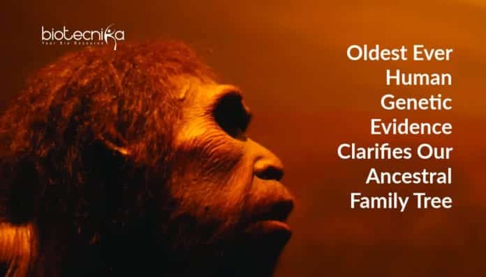 Human ancestral family tree