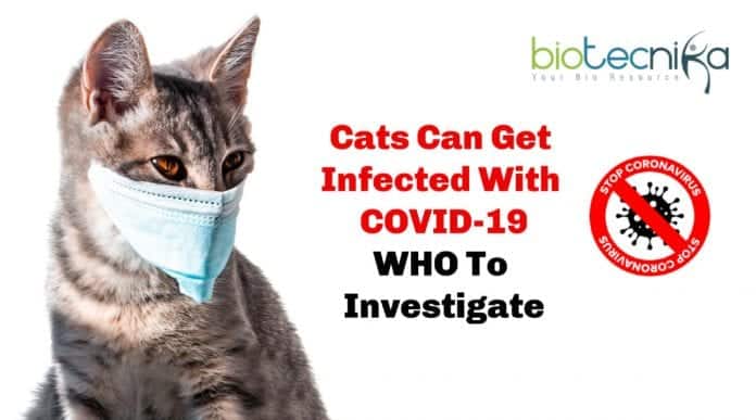 Cats Can Get infected By COVID-19: WHO to investigate
