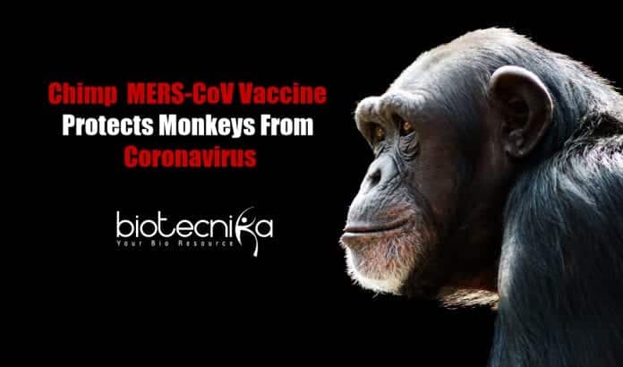 Chimpanzee MERS-CoV Vaccine