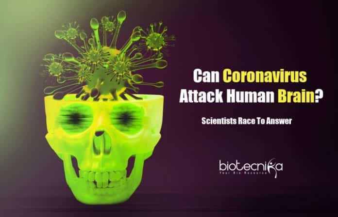 Can coronavirus infects human brain