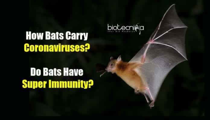 how bats host coronaviruses