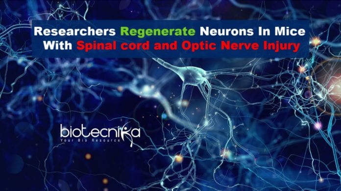 Researchers regenerate neurons in mice