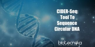 CIDER-Seq To Sequence Circular DNA