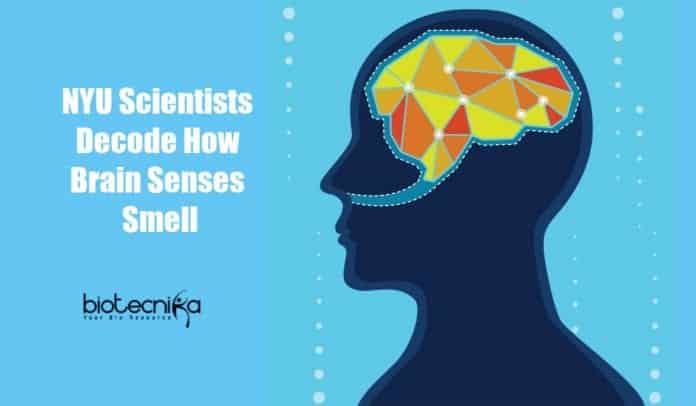 how brain senses smell