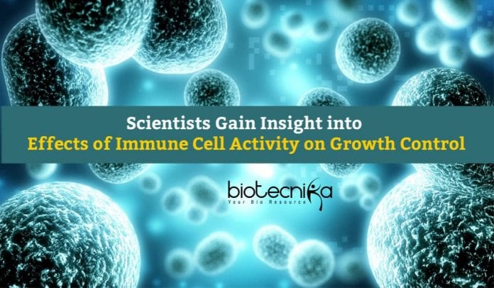 Effects of Immune Cell Activity On Growth Control