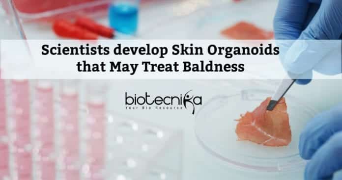 First Hair-Bearing Human Skin Organoid Developed