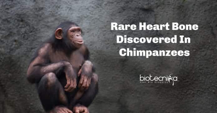 Rare heart bone in chimpanzees