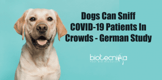 Dogs can sniff COVID-19 patients