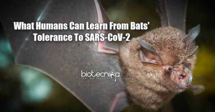 How Bats Fight COVID-19
