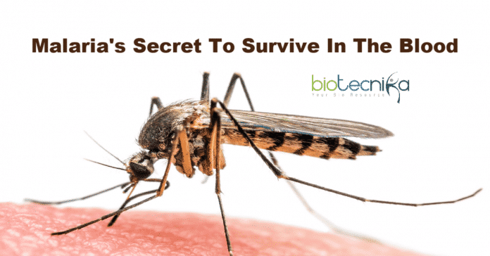Malaria's secret to survive in blood