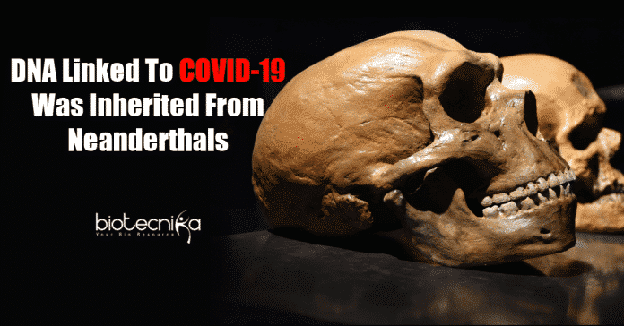 Neanderthals DNA linked to COVID-19