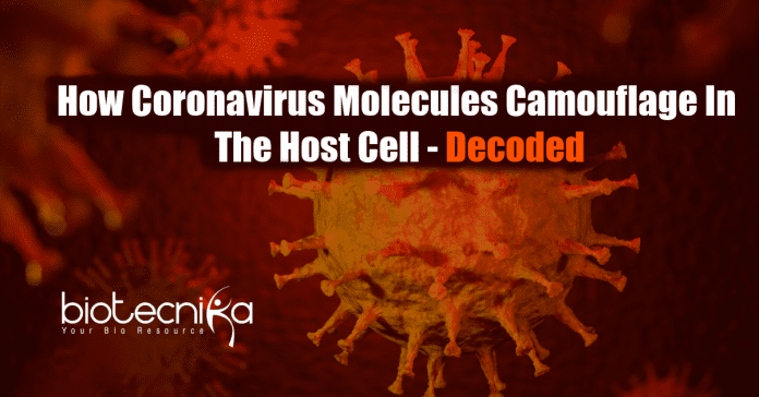 how coronavirus molecules camouflage